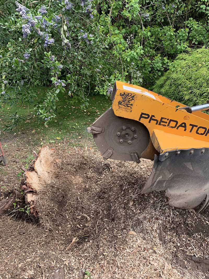 Mulberry Tree Services' stump grinding machine in Winchester