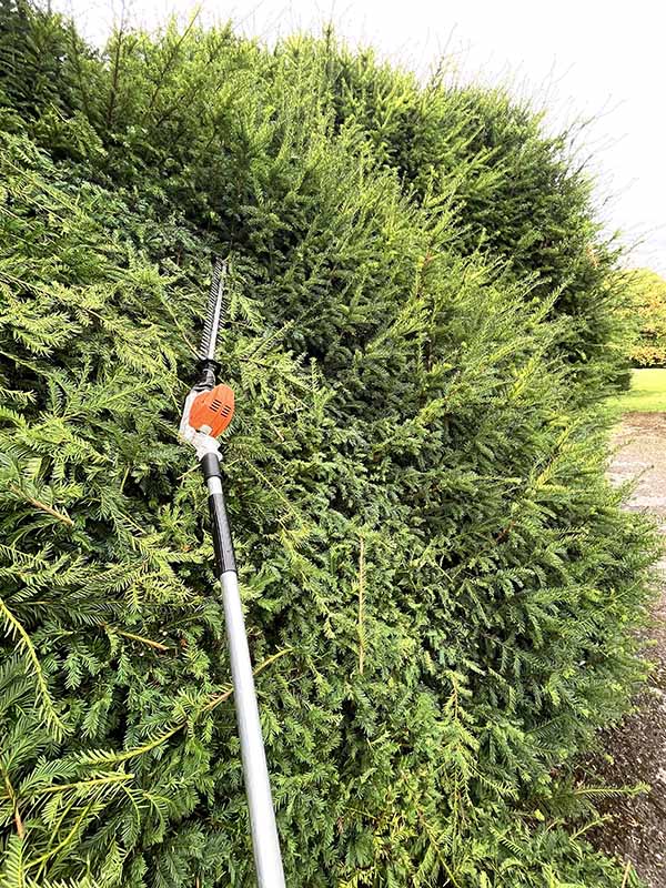 Mulberry Tree Services cutting a hedge in Winchester
