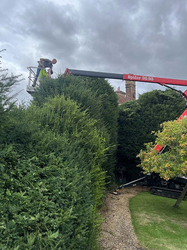 Mulberry Tree Services pruning a tree in Winchester