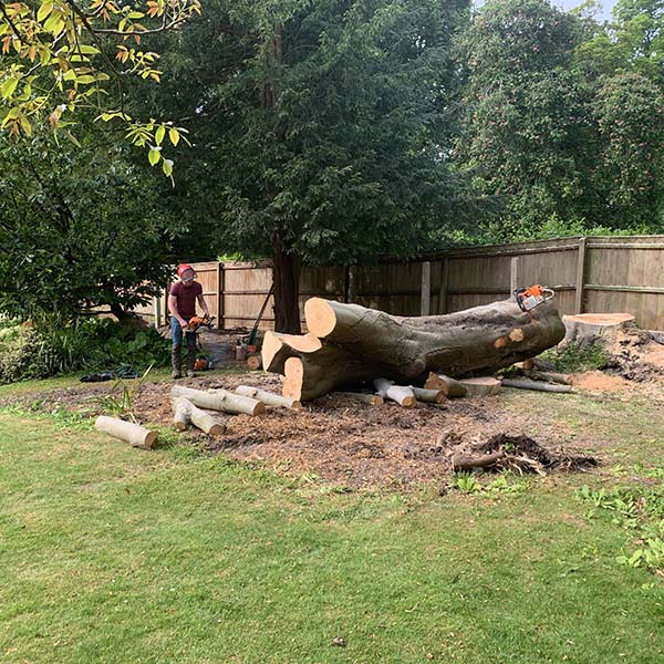 Brian Roscoe, of Mulberry Tree Services in Winchester, cutting the trunk of a felled tree